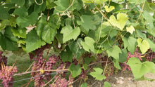 Load and play video in Gallery viewer, Canadice Grapes

