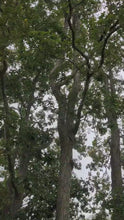 Load and play video in Gallery viewer, Shagbark Hickory
