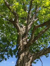 Load image into Gallery viewer, Shagbark Hickory
