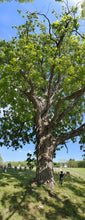 Load image into Gallery viewer, Shagbark Hickory
