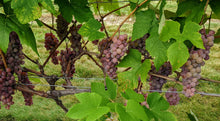 Load image into Gallery viewer, Canadice Grapes
