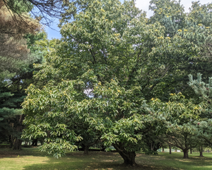 Hybrid Chestnut Trees