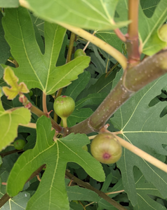Hardy Figs