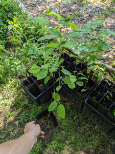 Serviceberry