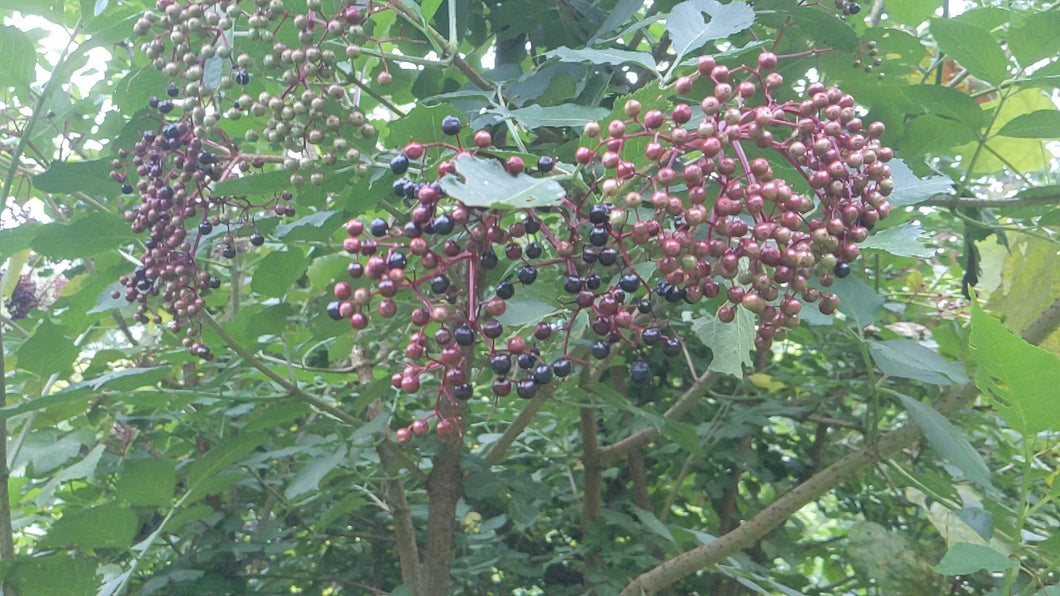 Elderberry