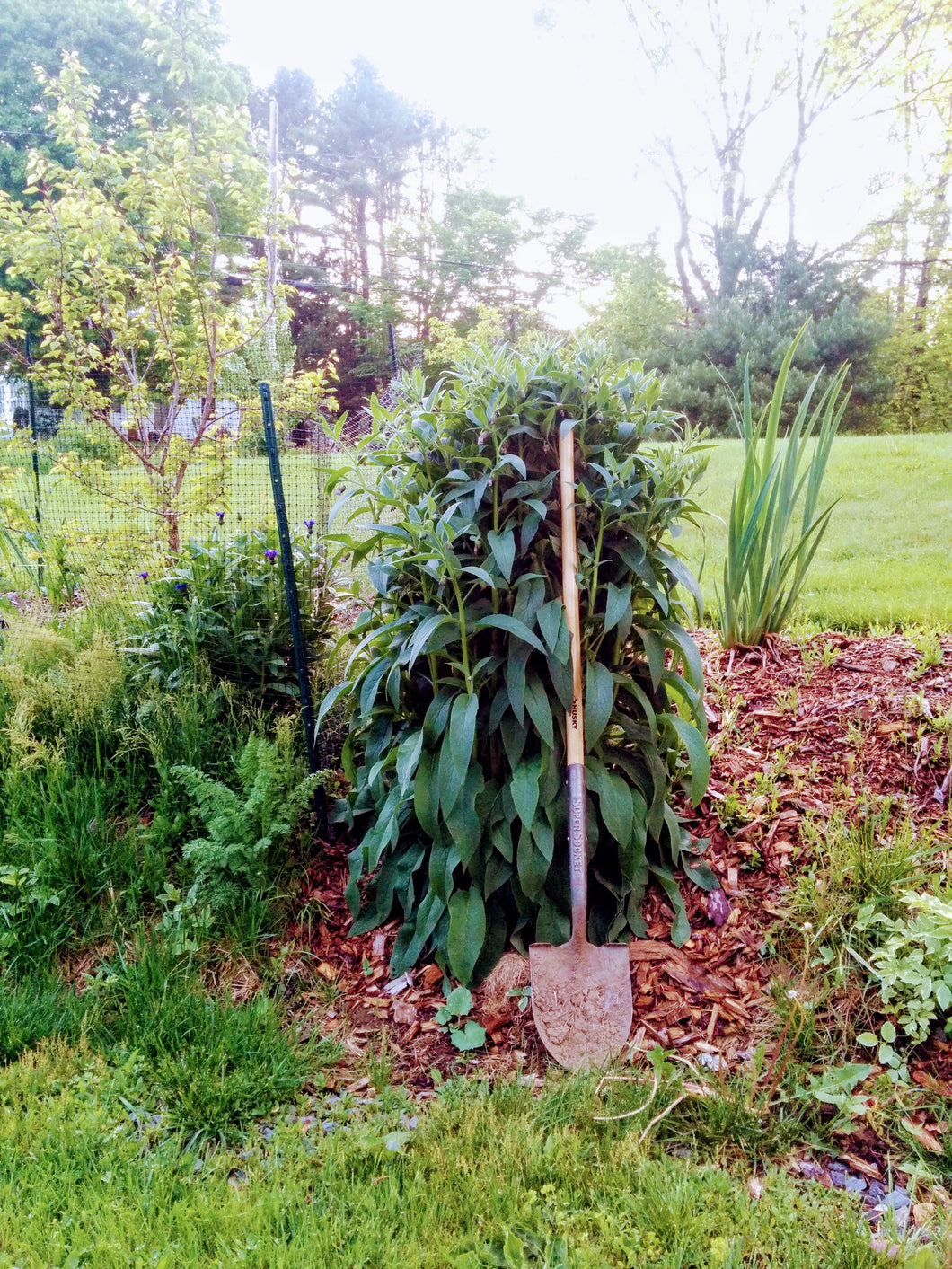 Comfrey