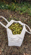 Load image into Gallery viewer, Shagbark Hickory
