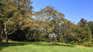 Honey Locust