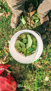 Hybrid Chestnut Trees