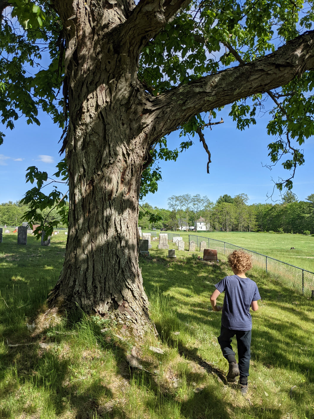 Shagbark Hickory