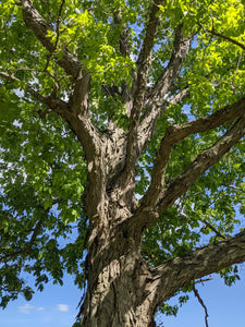 Shagbark Hickory