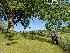 Shagbark Hickory