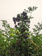 Load image into Gallery viewer, Elderberry
