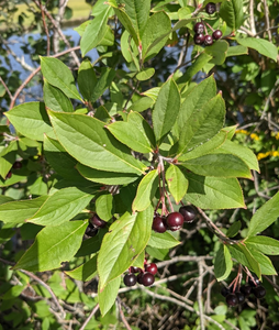 Aronia