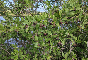 Aronia