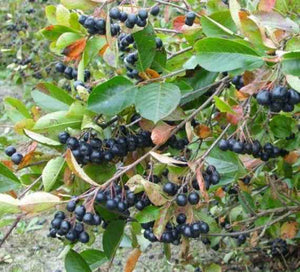 Aronia